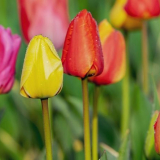 Лалета цветя - как да се засаждат и да се грижат за тях в градината